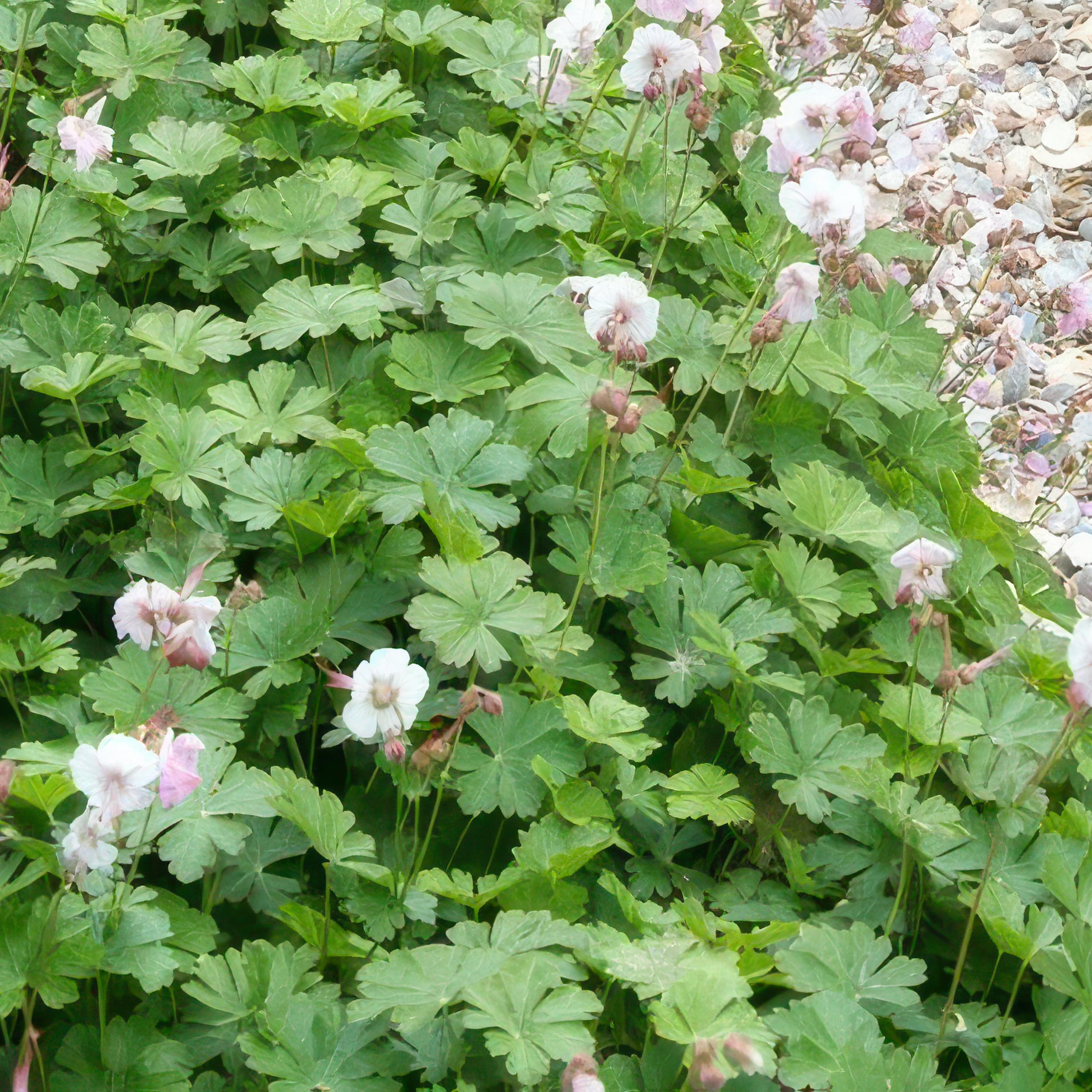 40x Geranium cant. 'Biokovo' en pot Ø9cm  Hauteur 10cm. Plante verte type 40x Geranium cant. 'Biokovo', livrée en pot, idéale pour intérieur lumineux. – Image 5