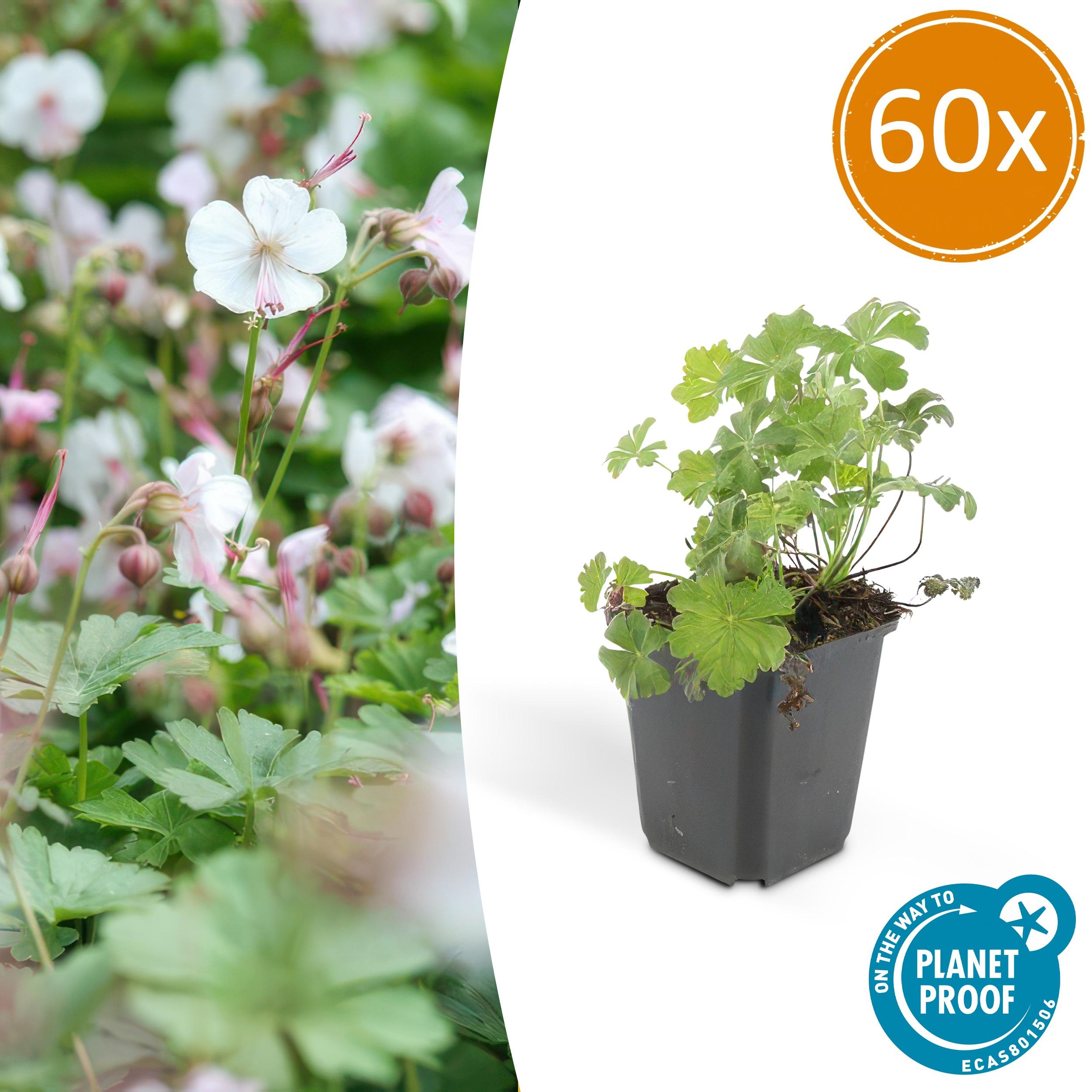 60x Geranium cant. 'Biokovo' en pot Ø9cm  Hauteur 10cm. Plante verte type 60x Geranium cant. 'Biokovo', livrée en pot, idéale pour intérieur lumineux.