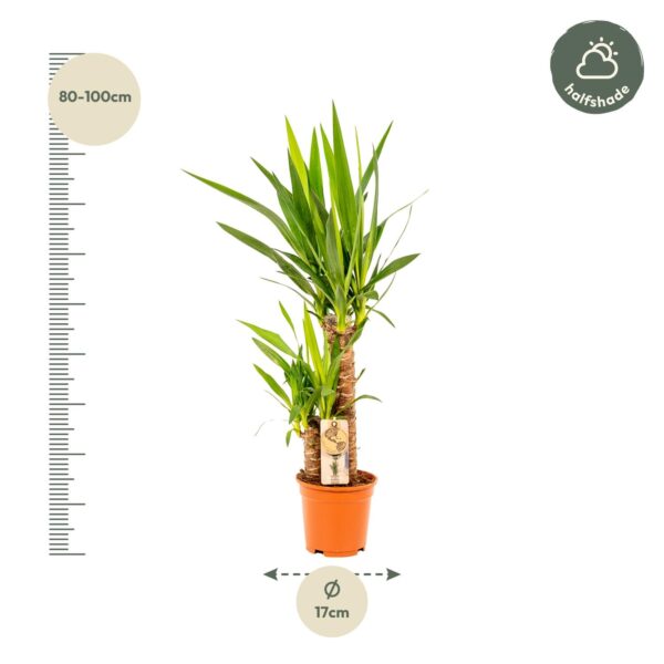Yucca en pot Ø17cm  Hauteur 90cm. Plante verte type Yucca, livrée en pot, idéale pour intérieur lumineux. – Image 10