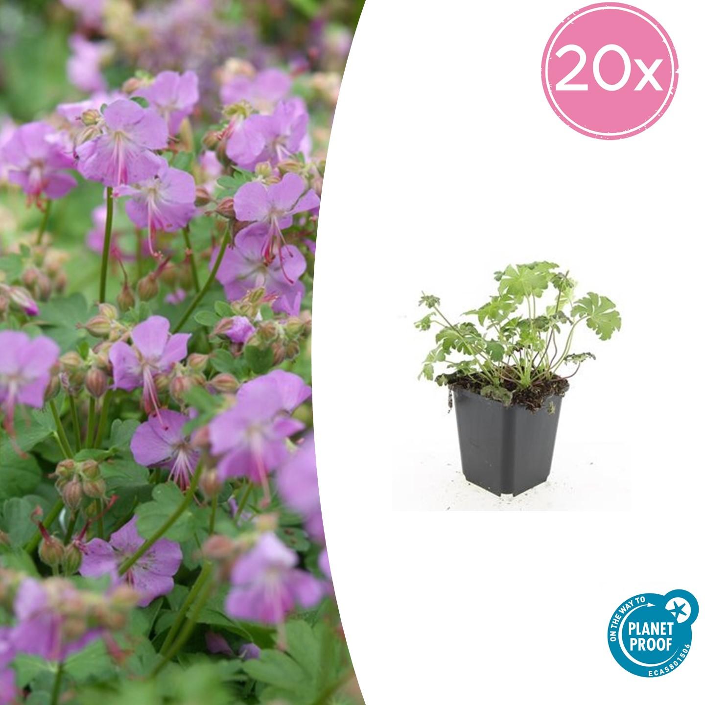 20x Geranium cant. 'Cambridge' en pot Ø9cm  Hauteur 10cm. Plante verte type 20x Geranium cant. 'Cambridge', livrée en pot, idéale pour intérieur lumineux.