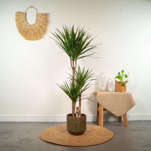 Dracaena Marginata en pot Ø21cm  Hauteur 120cm. Plante verte type Dracaena Marginata, livrée en pot, idéale pour intérieur lumineux. – Image 2