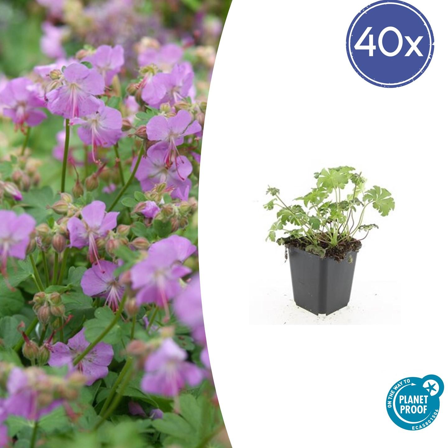 40x Geranium cant. 'Cambridge' en pot Ø9cm  Hauteur 10cm. Plante verte type 40x Geranium cant. 'Cambridge', livrée en pot, idéale pour intérieur lumineux.