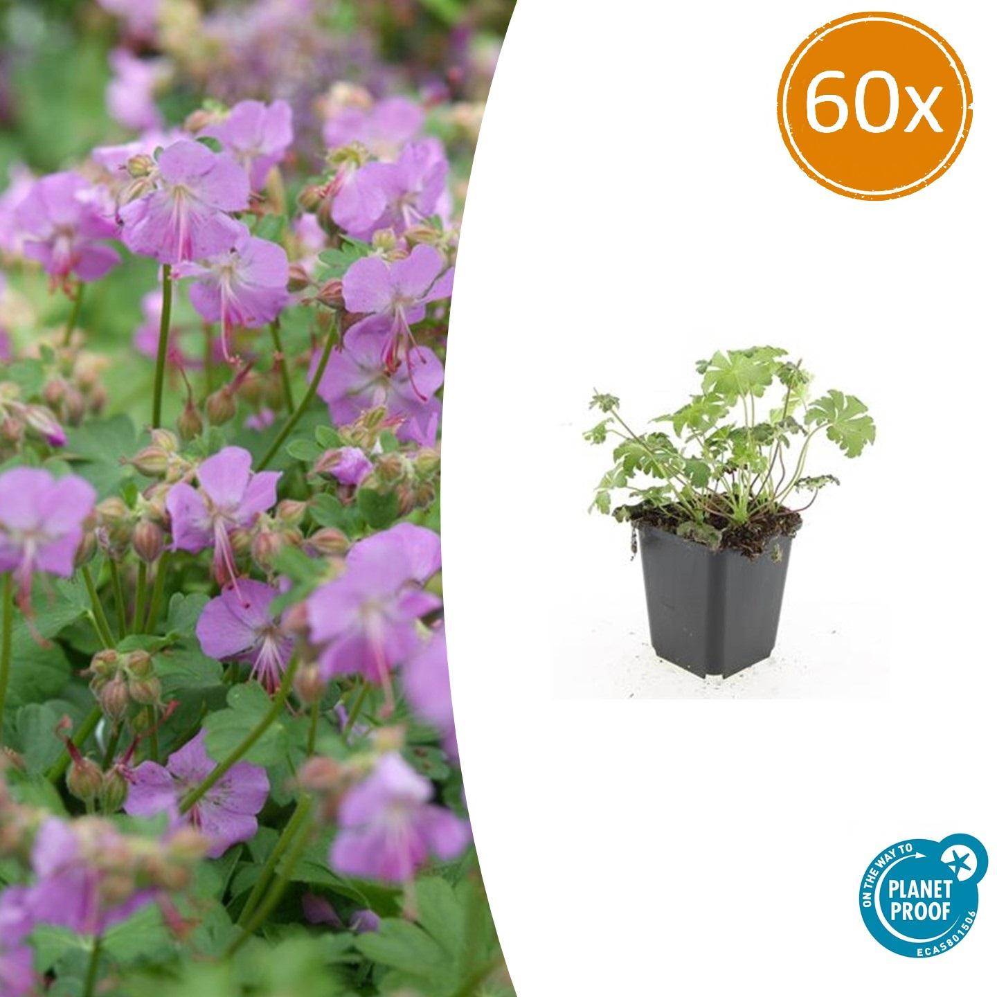 60x Geranium cant. 'Cambridge' en pot Ø9cm  Hauteur 10cm. Plante verte type 60x Geranium cant. 'Cambridge', livrée en pot, idéale pour intérieur lumineux.