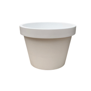 Lira Wit en pot  Hauteur 58cm. Plante verte type Lira Wit, livrée en pot, idéale pour intérieur lumineux.