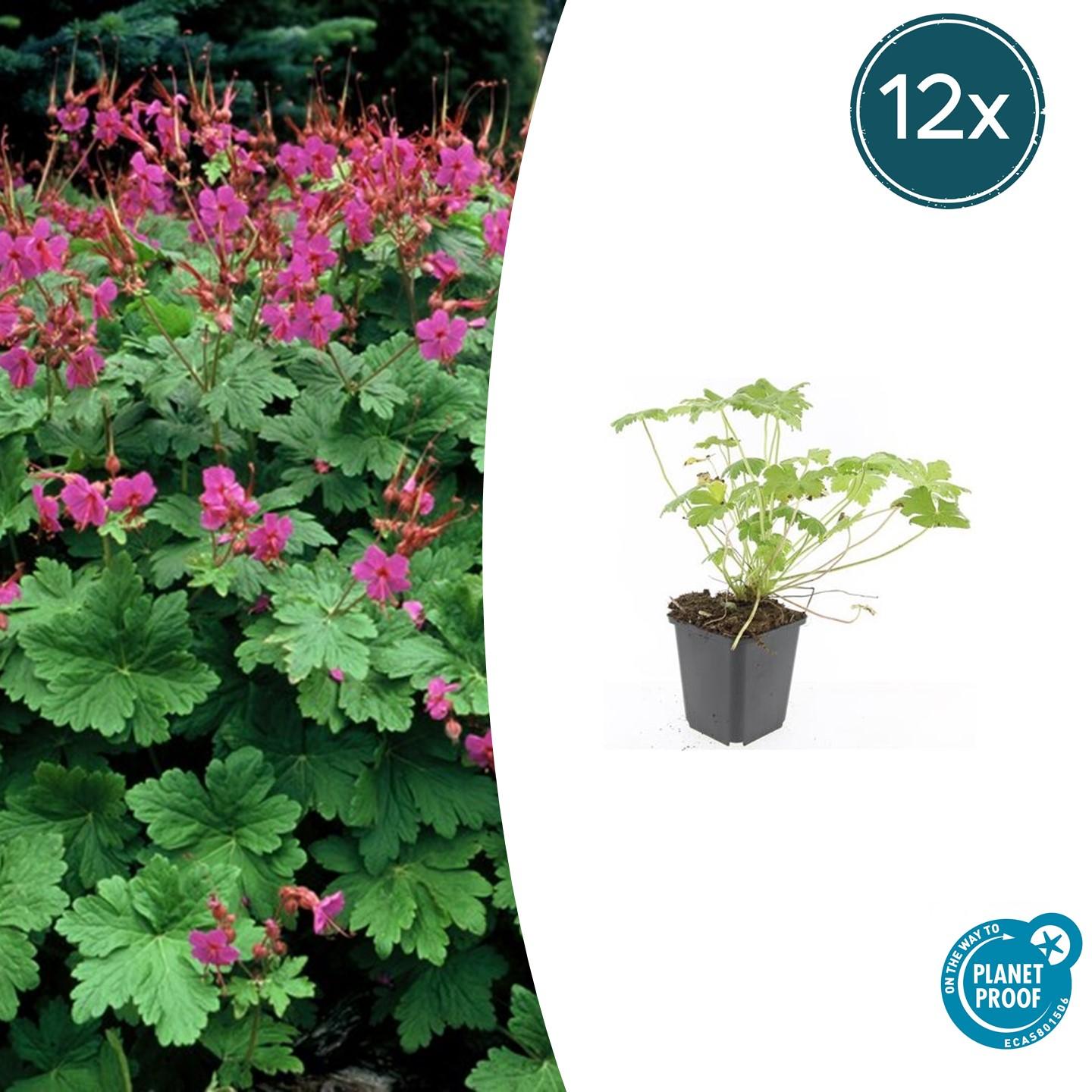 12x Geranium macr. 'Czakor' en pot Ø9cm  Hauteur 10cm. Plante verte type 12x Geranium macr. 'Czakor', livrée en pot, idéale pour intérieur lumineux.