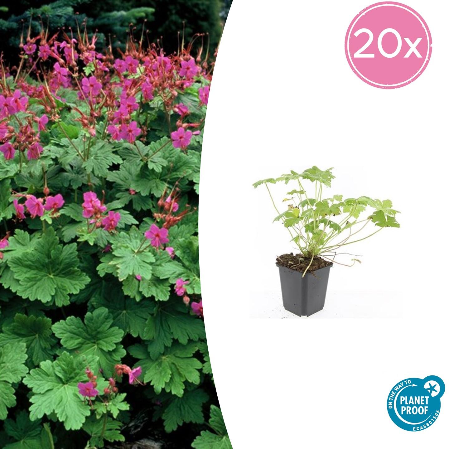 20x Geranium macr. 'Czakor' en pot Ø9cm  Hauteur 10cm. Plante verte type 20x Geranium macr. 'Czakor', livrée en pot, idéale pour intérieur lumineux.