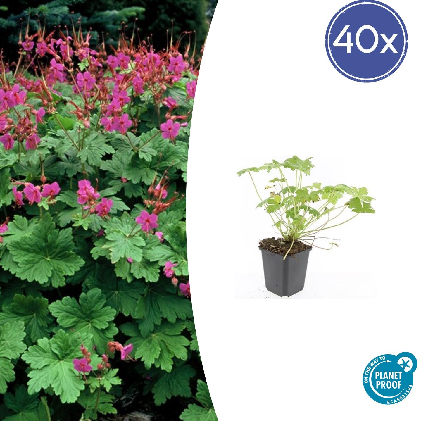 40x Geranium macr. 'Czakor' en pot Ø9cm  Hauteur 10cm. Plante verte type 40x Geranium macr. 'Czakor', livrée en pot, idéale pour intérieur lumineux.