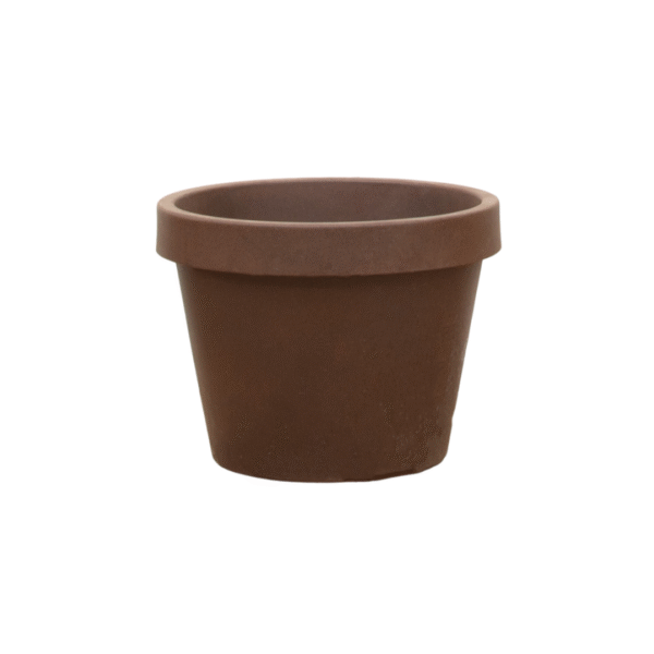 Lira Bronze en pot  Hauteur 58cm. Plante verte type Lira Bronze, livrée en pot, idéale pour intérieur lumineux.