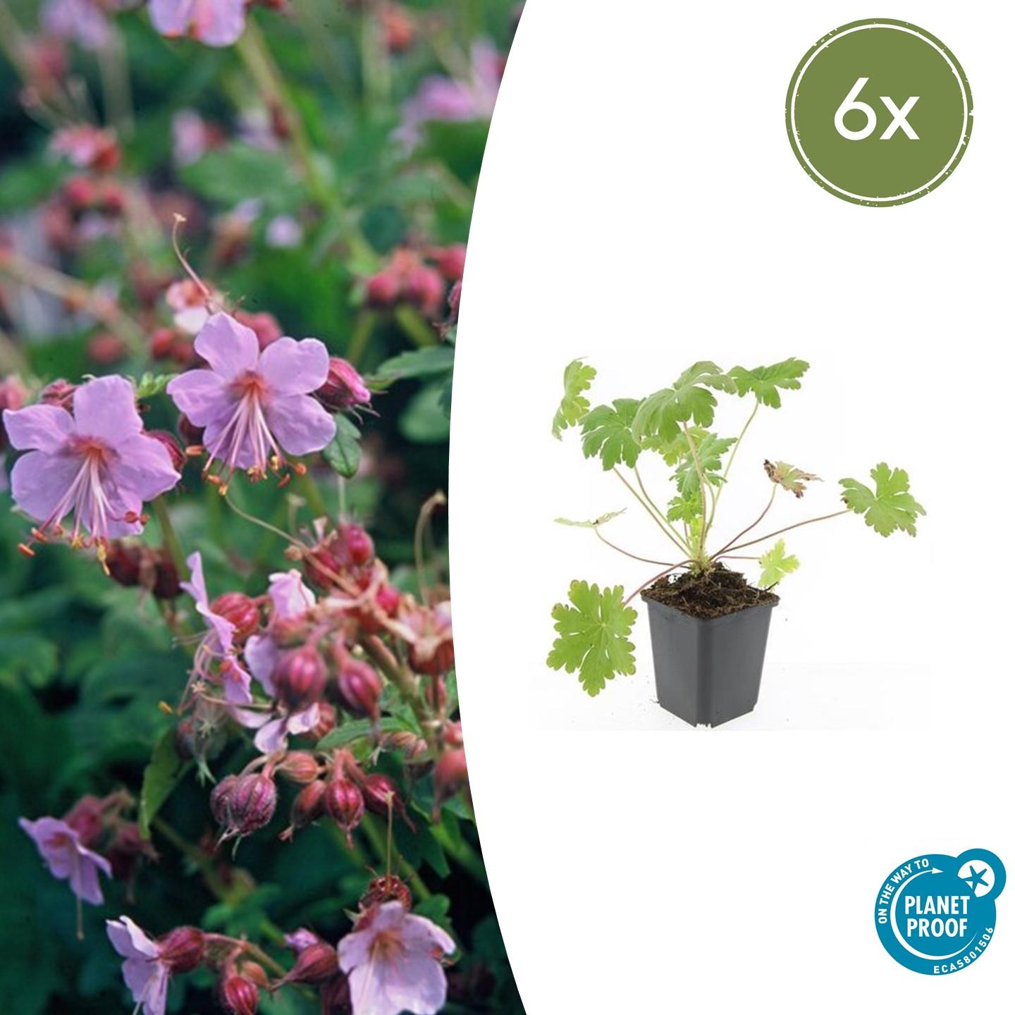 6x Geranium macr. 'Ingwersen's Var.' en pot Ø9cm  Hauteur 10cm. Plante verte type 6x Geranium macr. 'Ingwersen's Var.', livrée en pot, idéale pour intérieur lumineux.