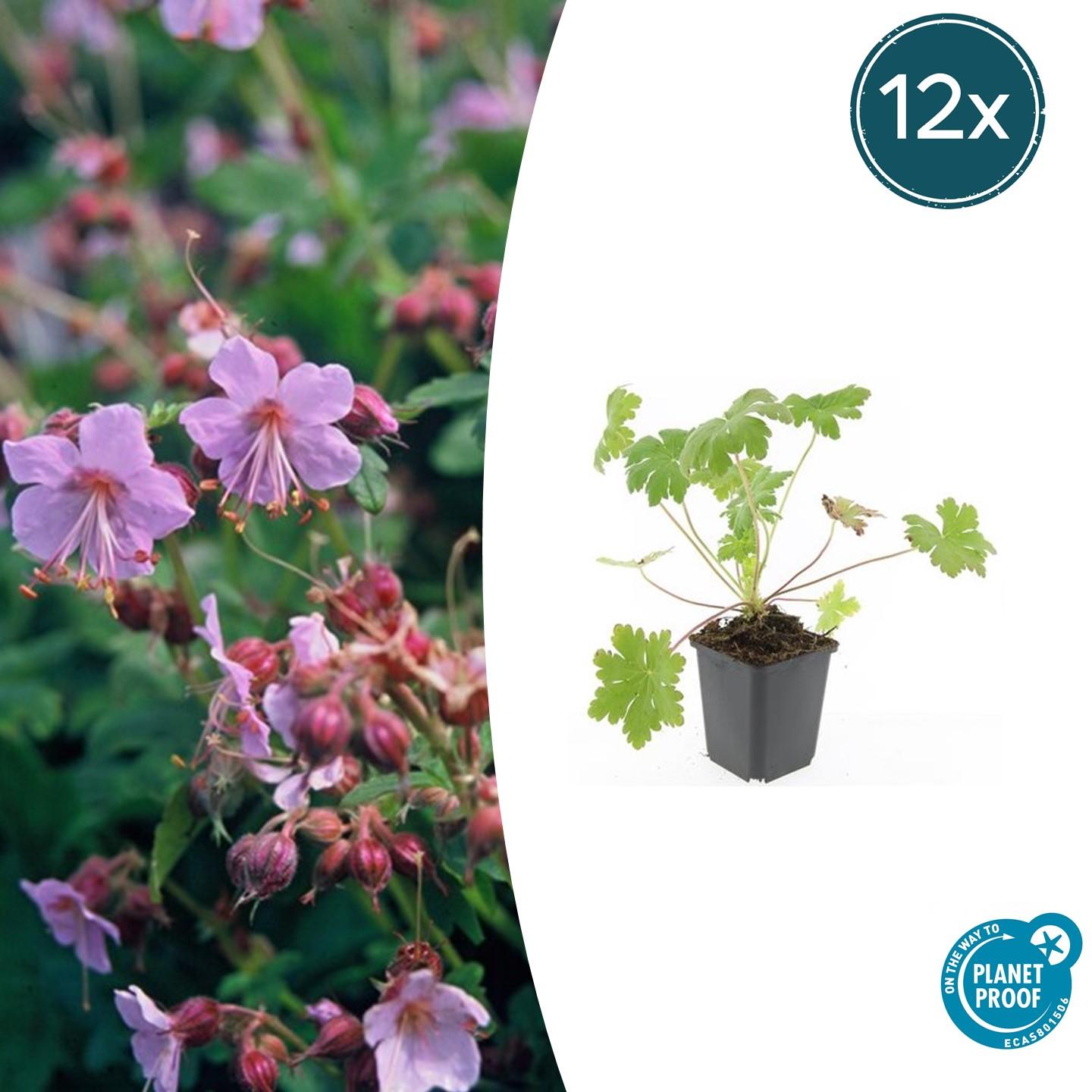12x Geranium macr. 'Ingwersen's Var.' en pot Ø9cm  Hauteur 10cm. Plante verte type 12x Geranium macr. 'Ingwersen's Var.', livrée en pot, idéale pour intérieur lumineux.