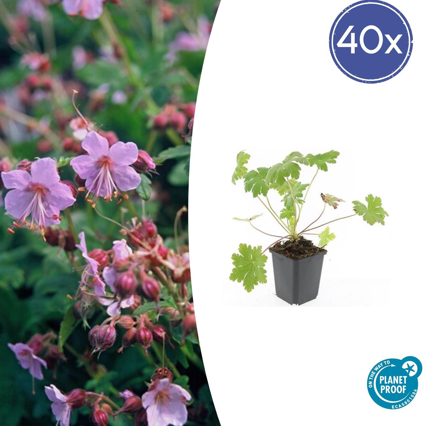 40x Geranium macr. 'Ingwersen's Var.' en pot Ø9cm  Hauteur 10cm. Plante verte type 40x Geranium macr. 'Ingwersen's Var.', livrée en pot, idéale pour intérieur lumineux.