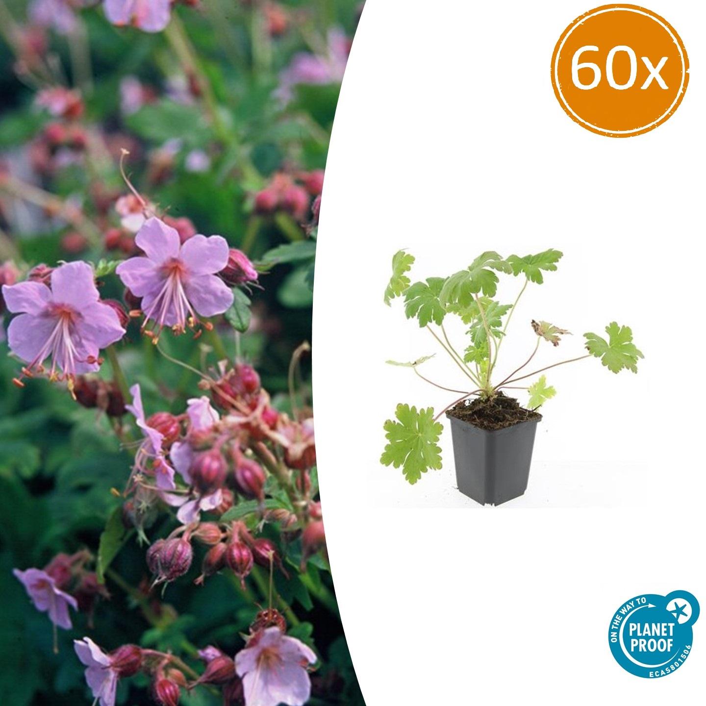 60x Geranium macr. 'Ingwersen's Var.' en pot Ø9cm  Hauteur 10cm. Plante verte type 60x Geranium macr. 'Ingwersen's Var.', livrée en pot, idéale pour intérieur lumineux.