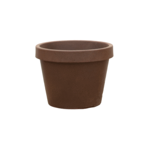 Lira Bronze en pot  Hauteur 86cm. Plante verte type Lira Bronze, livrée en pot, idéale pour intérieur lumineux.
