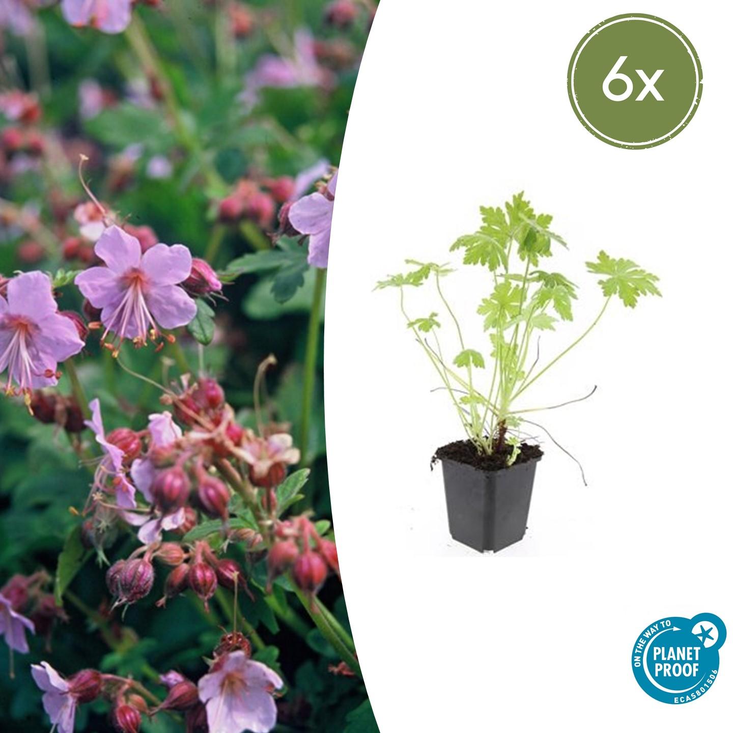 6x Geranium macrorrhizum en pot Ø9cm  Hauteur 10cm. Plante verte type 6x Geranium macrorrhizum, livrée en pot, idéale pour intérieur lumineux.