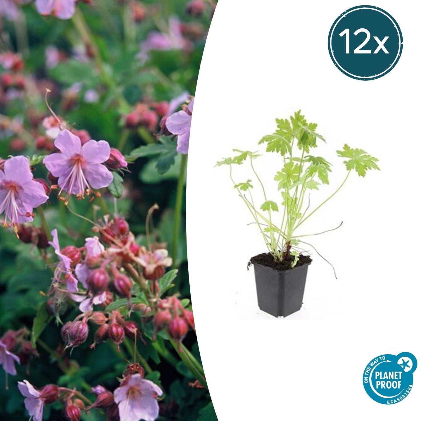 12x Geranium macrorrhizum en pot Ø9cm  Hauteur 10cm. Plante verte type 12x Geranium macrorrhizum, livrée en pot, idéale pour intérieur lumineux.