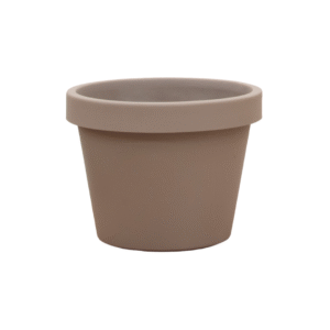 Lira Tortora en pot  Hauteur 58cm. Plante verte type Lira Tortora, livrée en pot, idéale pour intérieur lumineux.