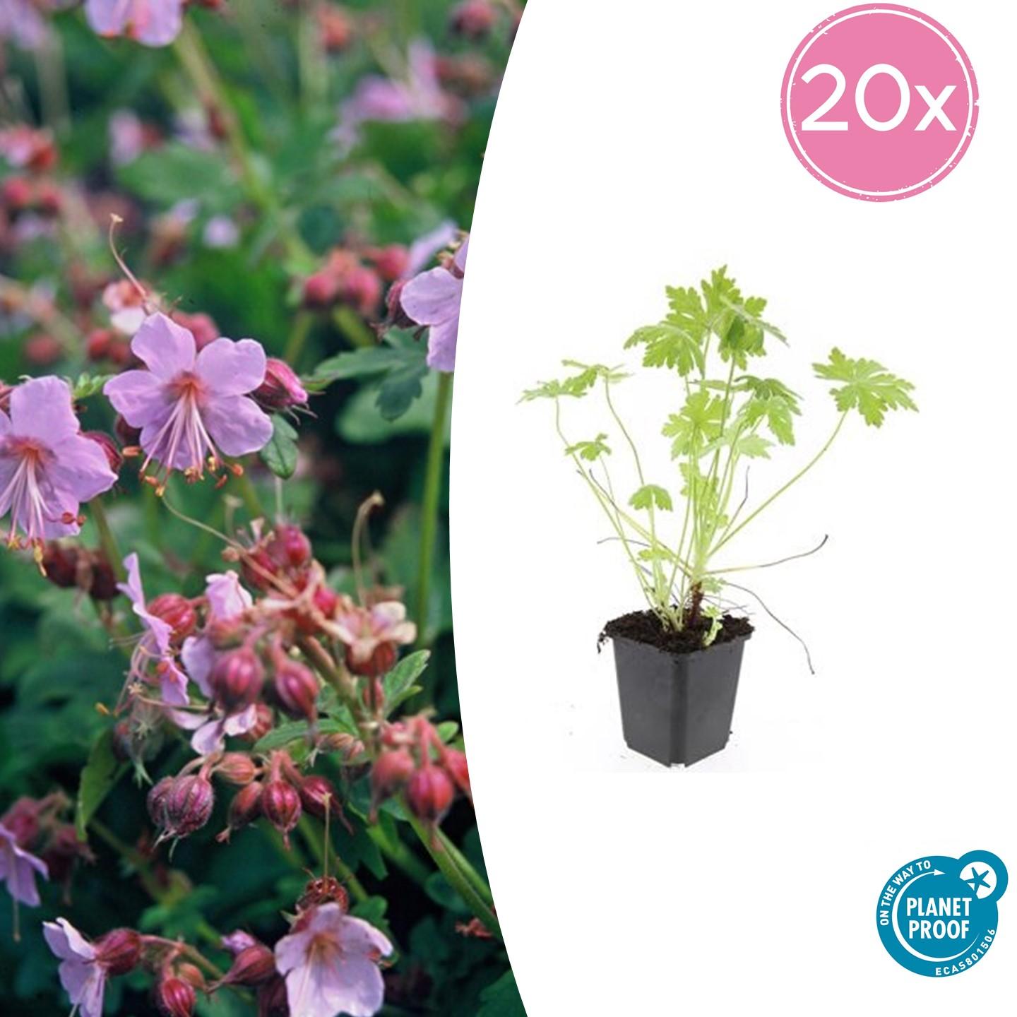 20x Geranium macrorrhizum en pot Ø9cm  Hauteur 10cm. Plante verte type 20x Geranium macrorrhizum, livrée en pot, idéale pour intérieur lumineux.
