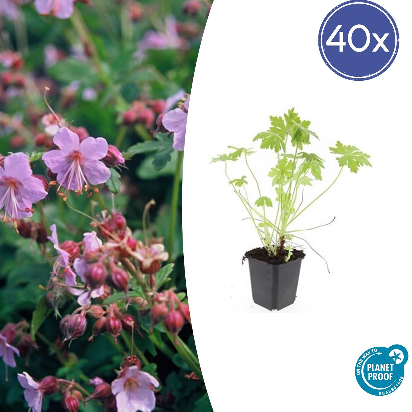 40x Geranium macrorrhizum en pot Ø9cm  Hauteur 10cm. Plante verte type 40x Geranium macrorrhizum, livrée en pot, idéale pour intérieur lumineux.