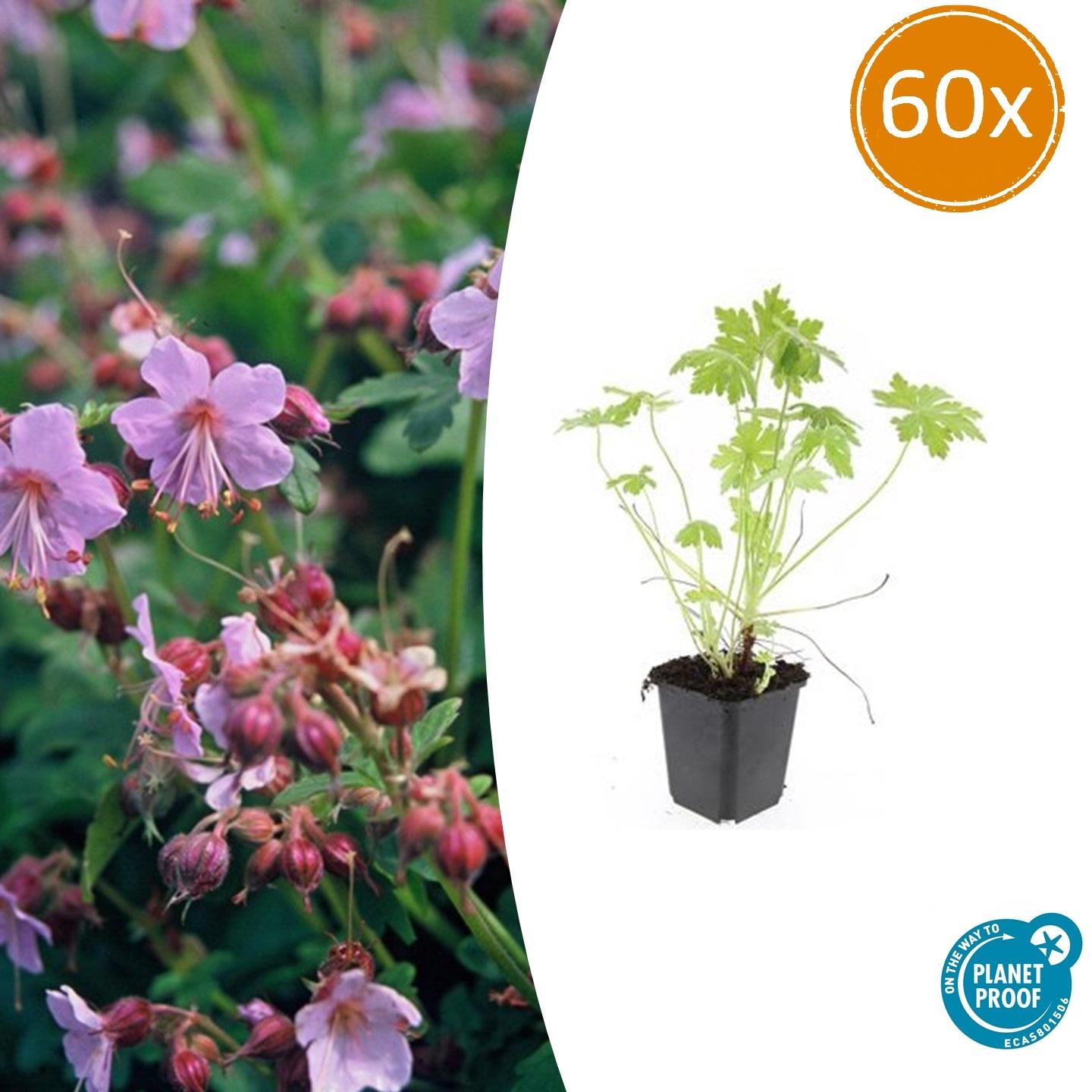 60x Geranium macrorrhizum en pot Ø9cm  Hauteur 10cm. Plante verte type 60x Geranium macrorrhizum, livrée en pot, idéale pour intérieur lumineux.