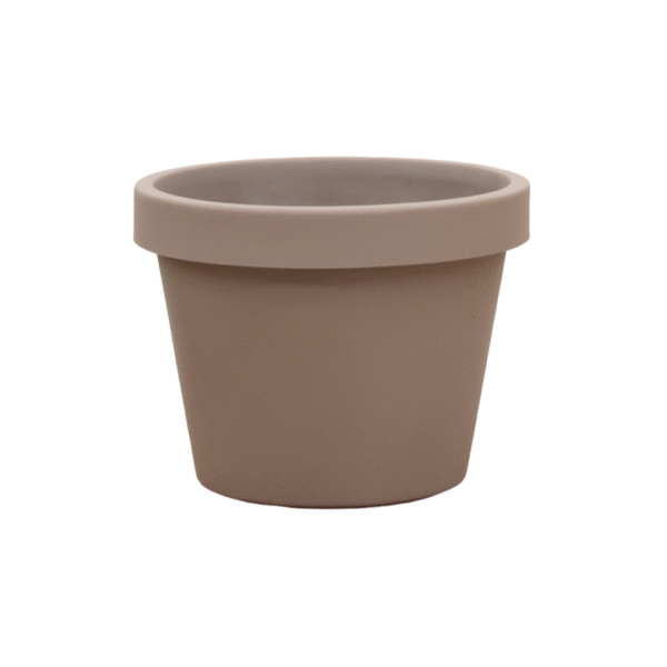 Lira Tortora en pot  Hauteur 76cm. Plante verte type Lira Tortora, livrée en pot, idéale pour intérieur lumineux.