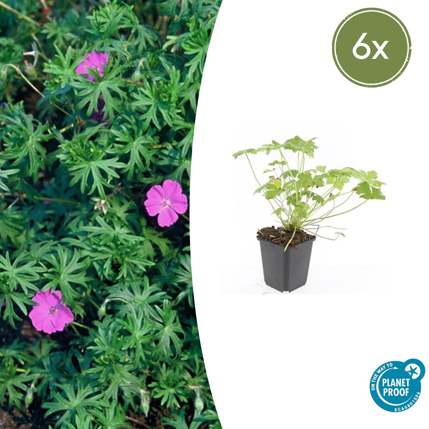6x Geranium 'Tiny Monster' en pot Ø9cm  Hauteur 10cm. Plante verte type 6x Geranium 'Tiny Monster', livrée en pot, idéale pour intérieur lumineux.