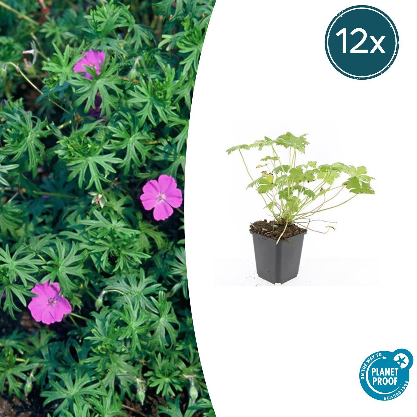 12x Geranium 'Tiny Monster' en pot Ø9cm  Hauteur 10cm. Plante verte type 12x Geranium 'Tiny Monster', livrée en pot, idéale pour intérieur lumineux.