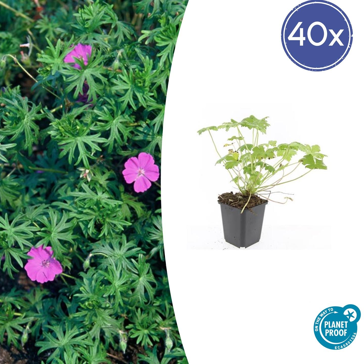 40x Geranium 'Tiny Monster' en pot Ø9cm  Hauteur 10cm. Plante verte type 40x Geranium 'Tiny Monster', livrée en pot, idéale pour intérieur lumineux.
