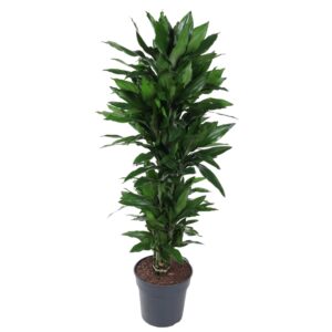 Dracaena Janet Lind vertakt en pot Ø27cm. Plante verte type Dracaena Janet Lind vertakt, livrée en pot, idéale pour intérieur lumineux.
