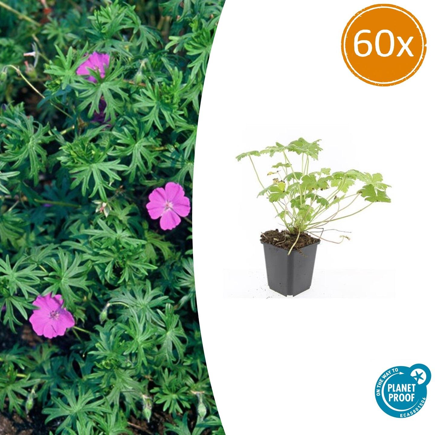 60x Geranium 'Tiny Monster' en pot Ø9cm  Hauteur 10cm. Plante verte type 60x Geranium 'Tiny Monster', livrée en pot, idéale pour intérieur lumineux.