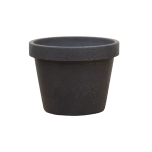 Lira Antraciet en pot  Hauteur 76cm. Plante verte type Lira Antraciet, livrée en pot, idéale pour intérieur lumineux.