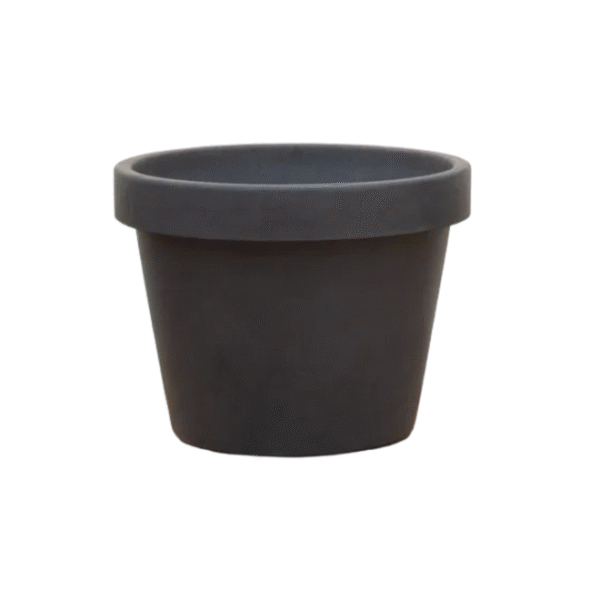 Lira Antraciet en pot  Hauteur 76cm. Plante verte type Lira Antraciet, livrée en pot, idéale pour intérieur lumineux.