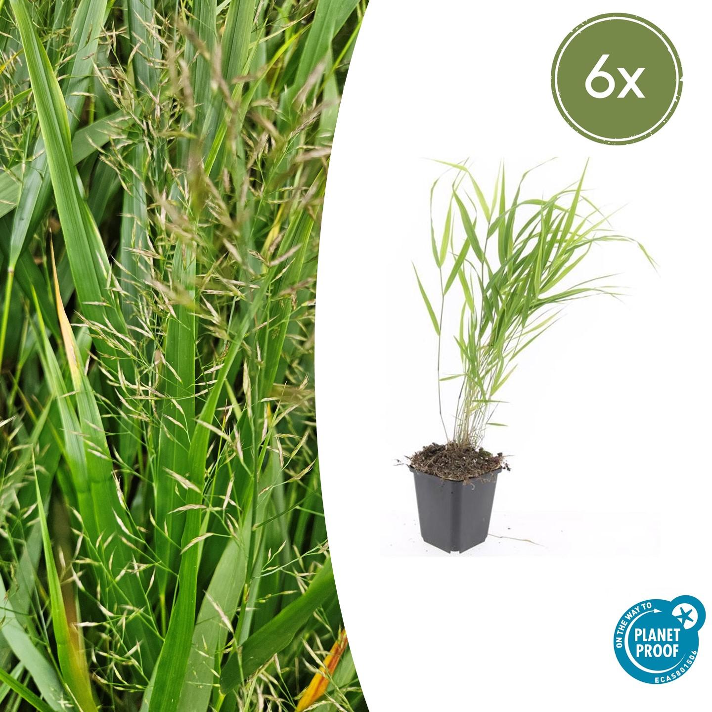 6x Hakonechloa macra en pot Ø9cm  Hauteur 10cm. Plante verte type 6x Hakonechloa macra, livrée en pot, idéale pour intérieur lumineux.