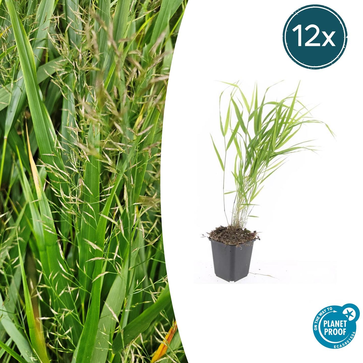 12x Hakonechloa macra en pot Ø9cm  Hauteur 10cm. Plante verte type 12x Hakonechloa macra, livrée en pot, idéale pour intérieur lumineux.