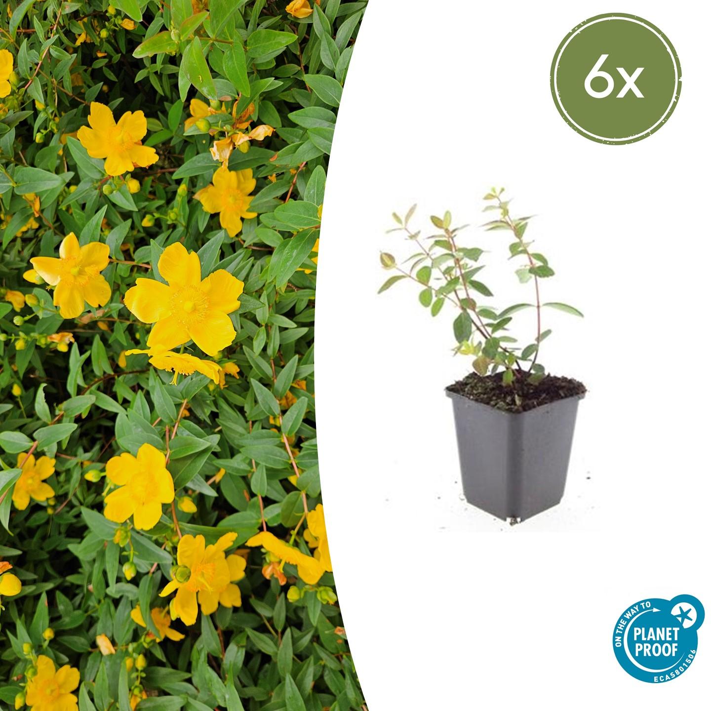 6x Hypericum dummeri 'Peter Dummer' en pot Ø9cm  Hauteur 10cm. Plante verte type 6x Hypericum dummeri 'Peter Dummer', livrée en pot, idéale pour intérieur lumineux.