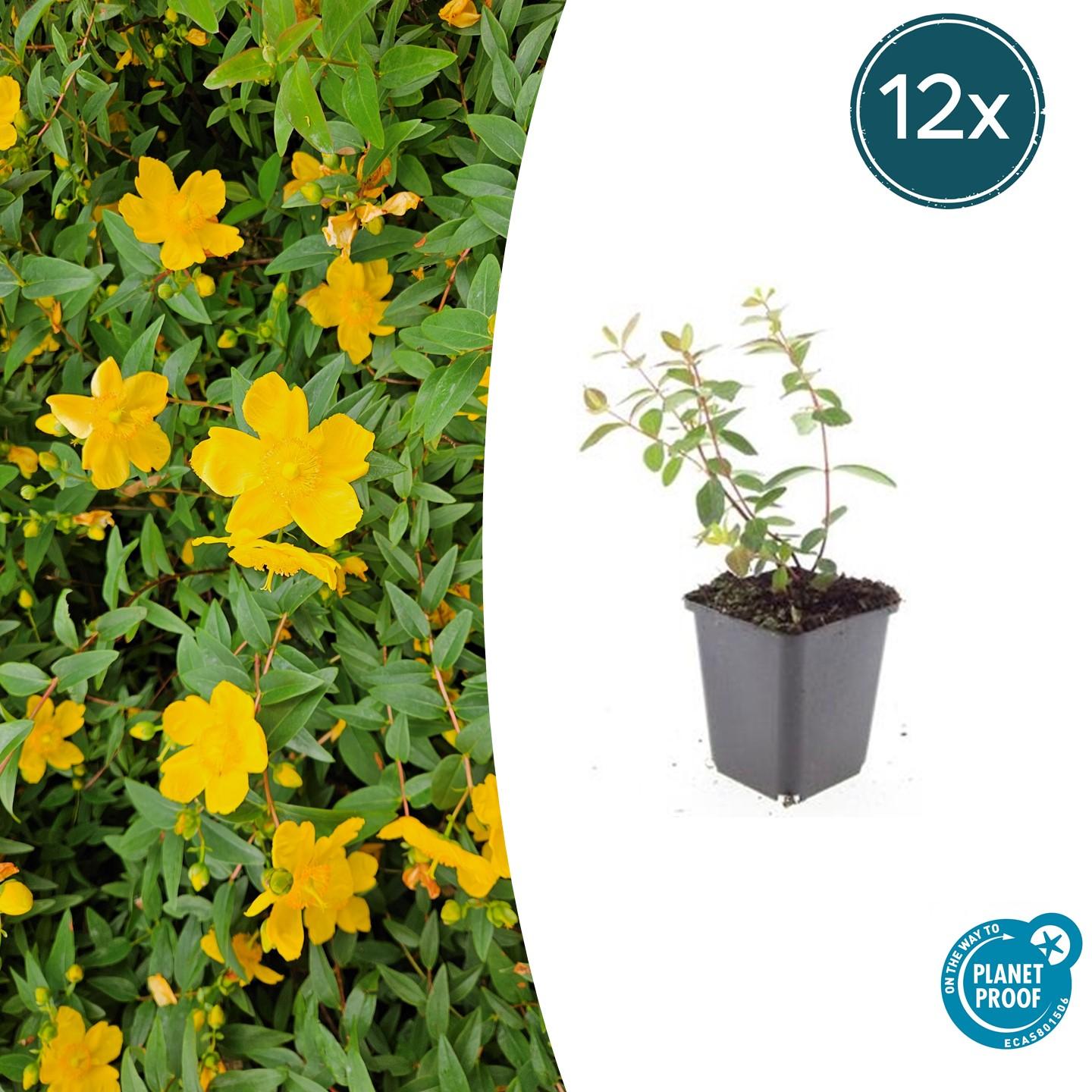 12x Hypericum dummeri 'Peter Dummer' en pot Ø9cm  Hauteur 10cm. Plante verte type 12x Hypericum dummeri 'Peter Dummer', livrée en pot, idéale pour intérieur lumineux.