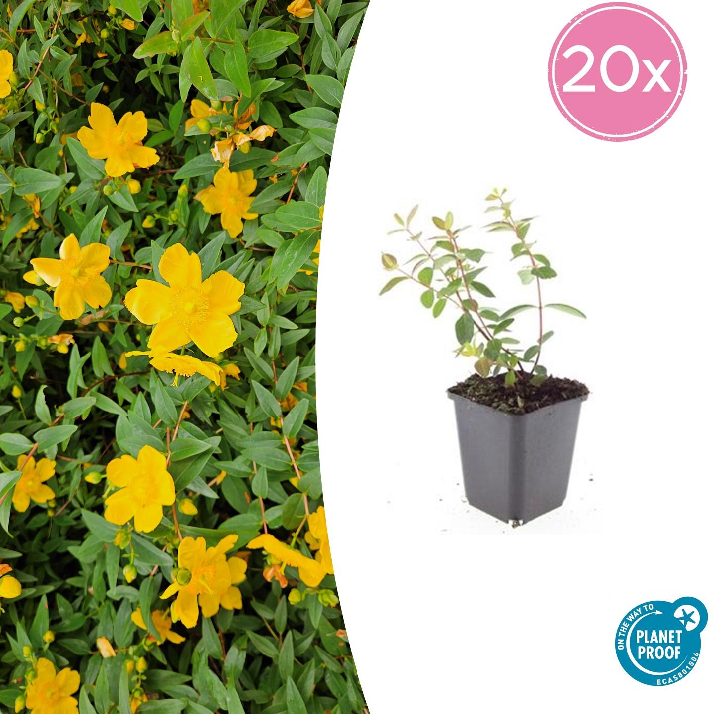 20x Hypericum dummeri 'Peter Dummer' en pot Ø9cm  Hauteur 10cm. Plante verte type 20x Hypericum dummeri 'Peter Dummer', livrée en pot, idéale pour intérieur lumineux.