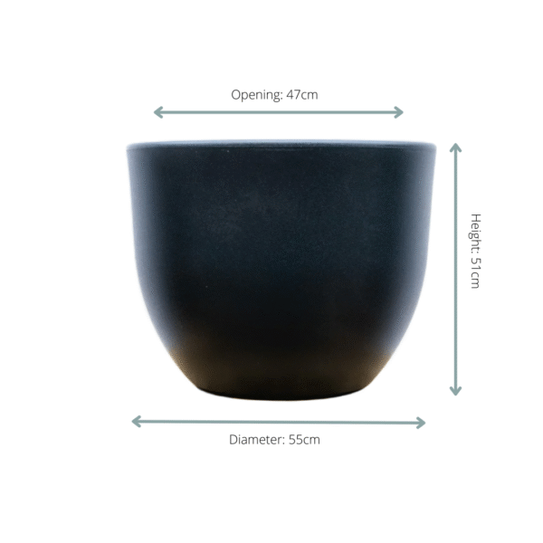 Pot Eggy Antraciet en pot  Hauteur 43cm. Plante verte type Pot Eggy Antraciet, livrée en pot, idéale pour intérieur lumineux. – Image 2