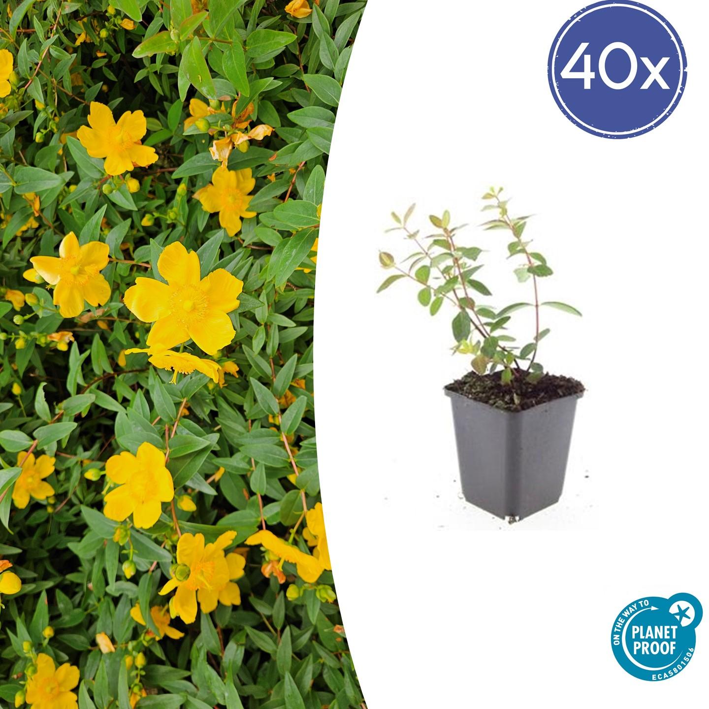 40x Hypericum dummeri 'Peter Dummer' en pot Ø9cm  Hauteur 10cm. Plante verte type 40x Hypericum dummeri 'Peter Dummer', livrée en pot, idéale pour intérieur lumineux.