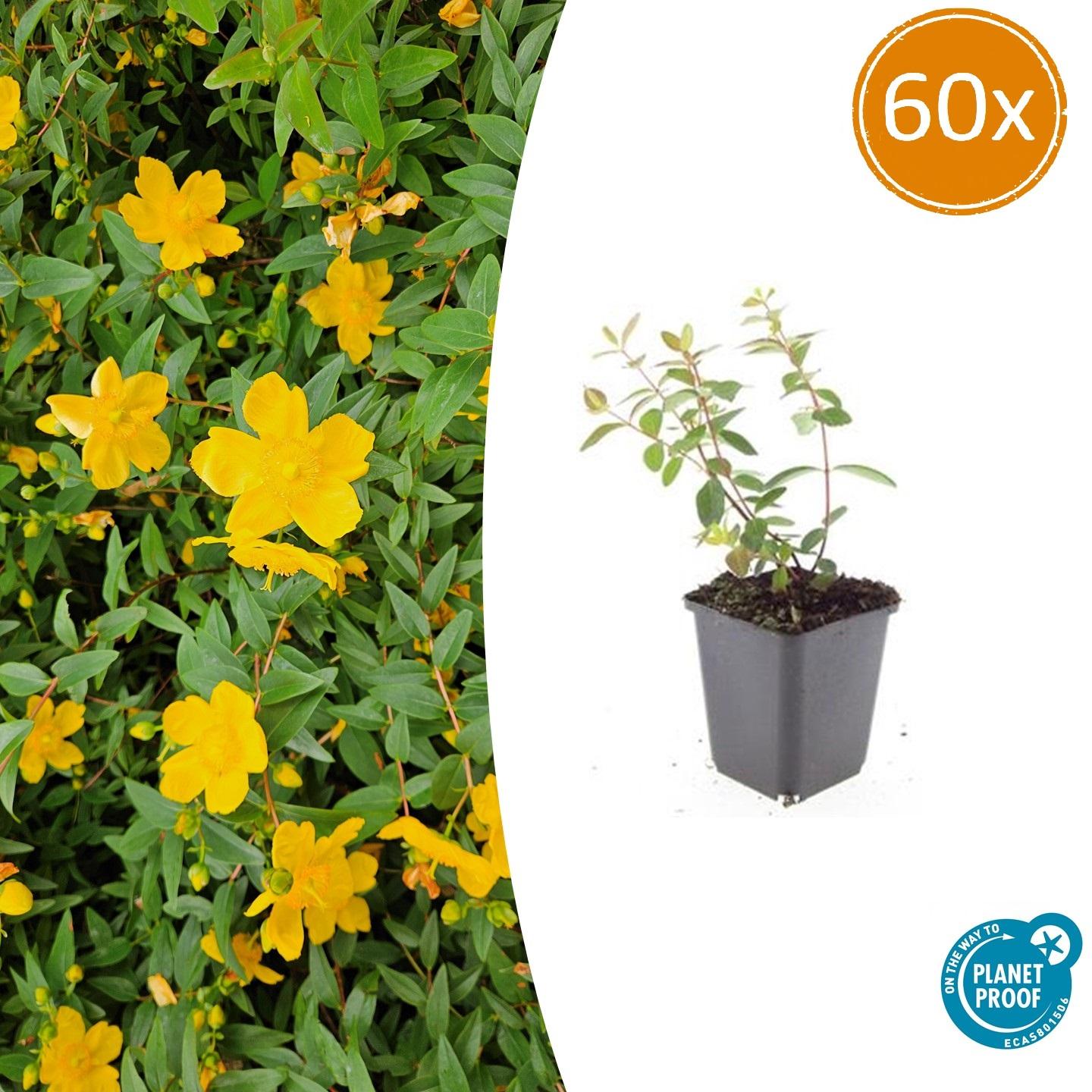 60x Hypericum dummeri 'Peter Dummer' en pot Ø9cm  Hauteur 10cm. Plante verte type 60x Hypericum dummeri 'Peter Dummer', livrée en pot, idéale pour intérieur lumineux.
