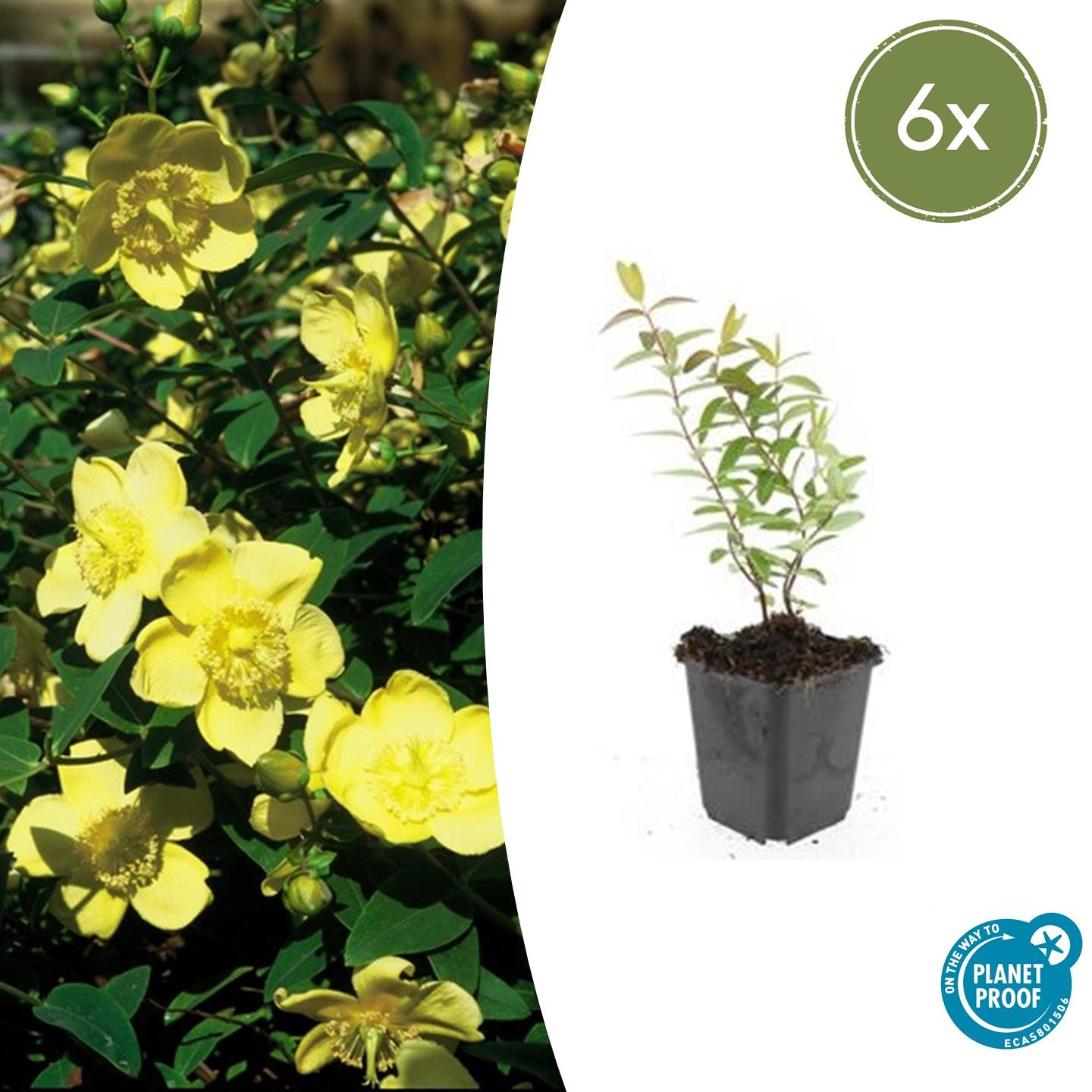 6x Hypericum 'Hidcote' en pot Ø9cm  Hauteur 10cm. Plante verte type 6x Hypericum 'Hidcote', livrée en pot, idéale pour intérieur lumineux.