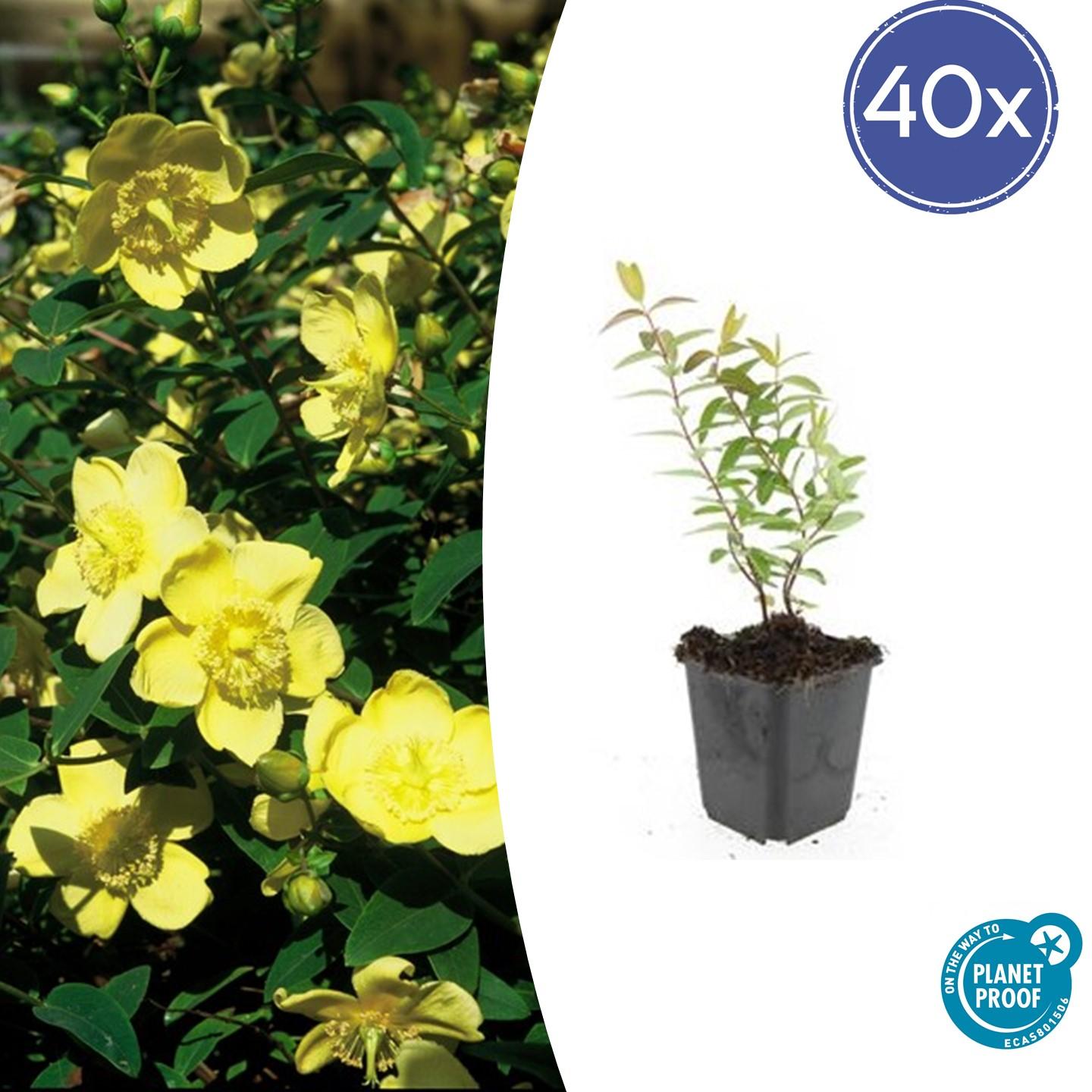40x Hypericum 'Hidcote' en pot Ø9cm  Hauteur 10cm. Plante verte type 40x Hypericum 'Hidcote', livrée en pot, idéale pour intérieur lumineux.