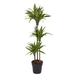 Dracaena Lemon Lime en pot Ø24cm. Plante verte type Dracaena Lemon Lime, livrée en pot, idéale pour intérieur lumineux.