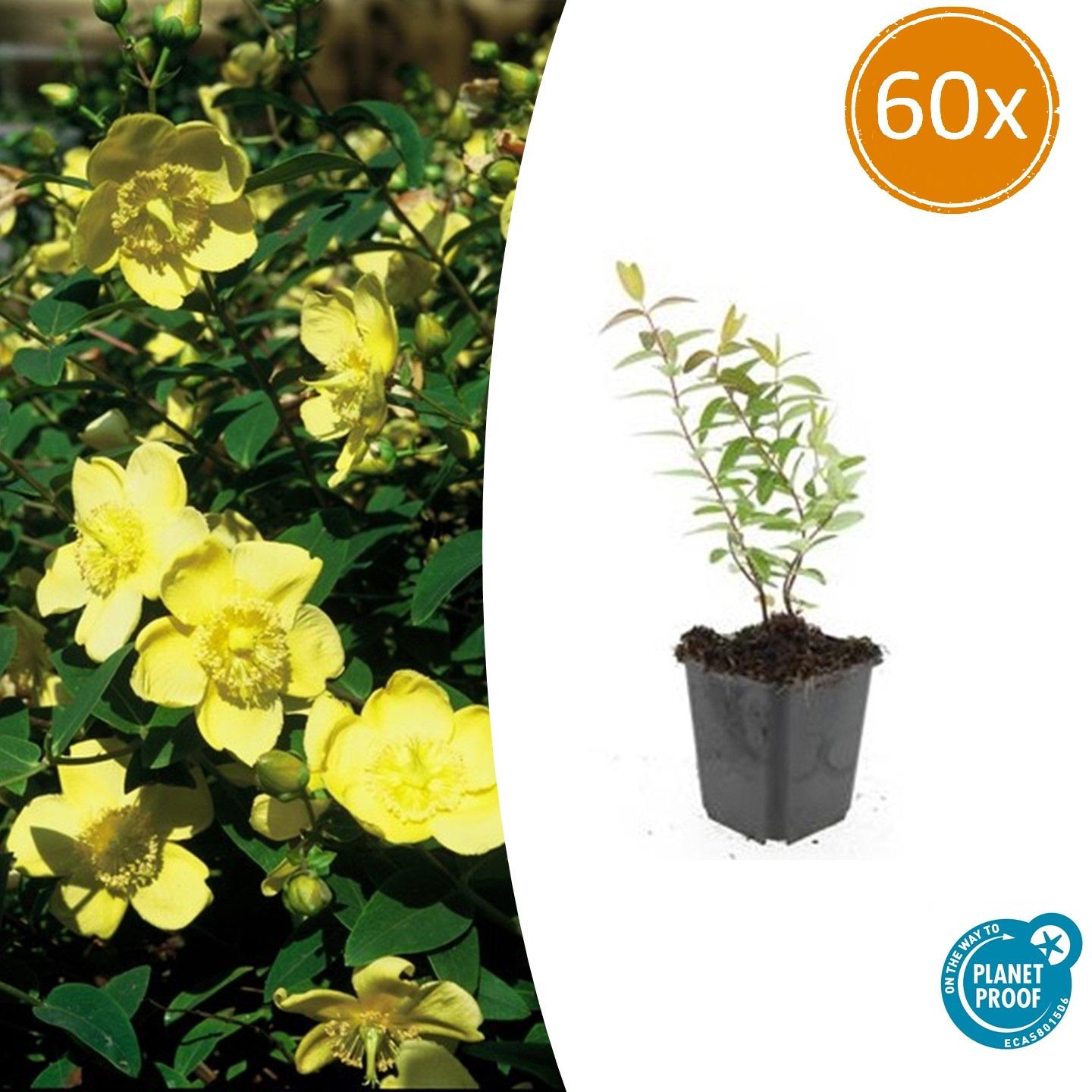 60x Hypericum 'Hidcote' en pot Ø9cm  Hauteur 10cm. Plante verte type 60x Hypericum 'Hidcote', livrée en pot, idéale pour intérieur lumineux.