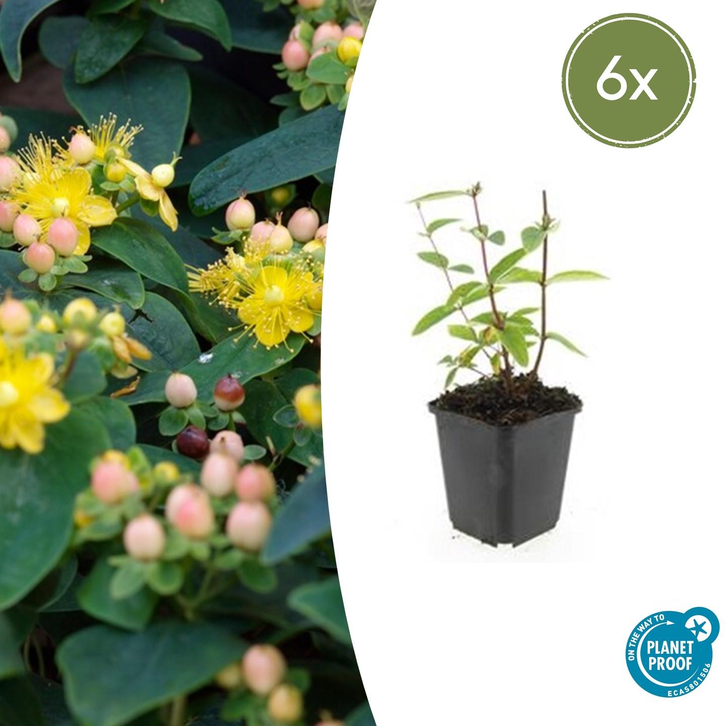 6x Hypericum inodorum 'Annebel' en pot Ø9cm  Hauteur 10cm. Plante verte type 6x Hypericum inodorum 'Annebel', livrée en pot, idéale pour intérieur lumineux.