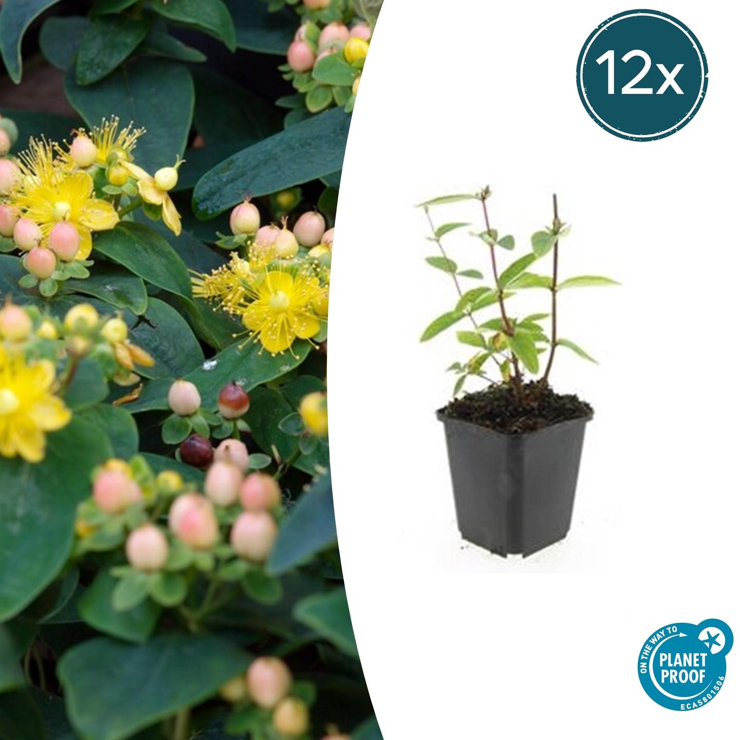 12x Hypericum inodorum 'Annebel' en pot Ø9cm  Hauteur 10cm. Plante verte type 12x Hypericum inodorum 'Annebel', livrée en pot, idéale pour intérieur lumineux.