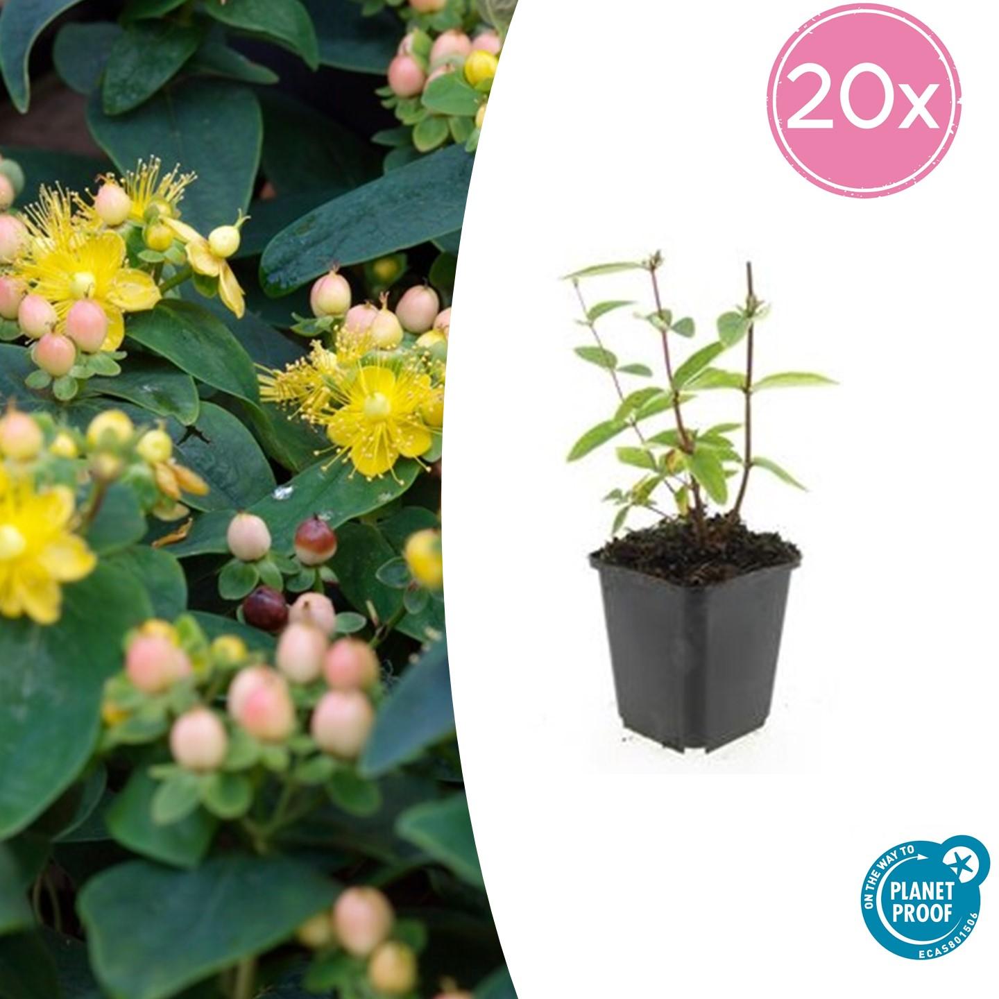 20x Hypericum inodorum 'Annebel' en pot Ø9cm  Hauteur 10cm. Plante verte type 20x Hypericum inodorum 'Annebel', livrée en pot, idéale pour intérieur lumineux.