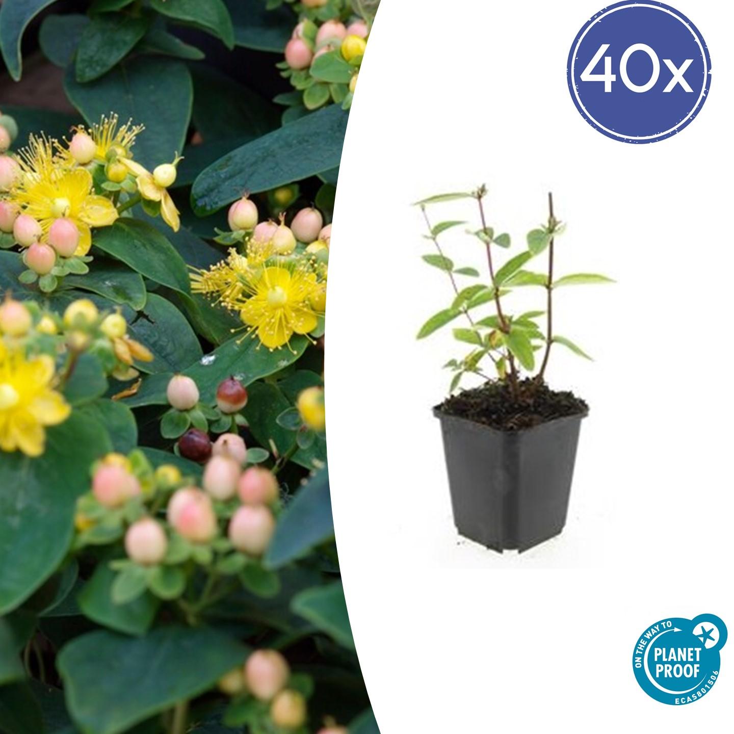 40x Hypericum inodorum 'Annebel' en pot Ø9cm  Hauteur 10cm. Plante verte type 40x Hypericum inodorum 'Annebel', livrée en pot, idéale pour intérieur lumineux.