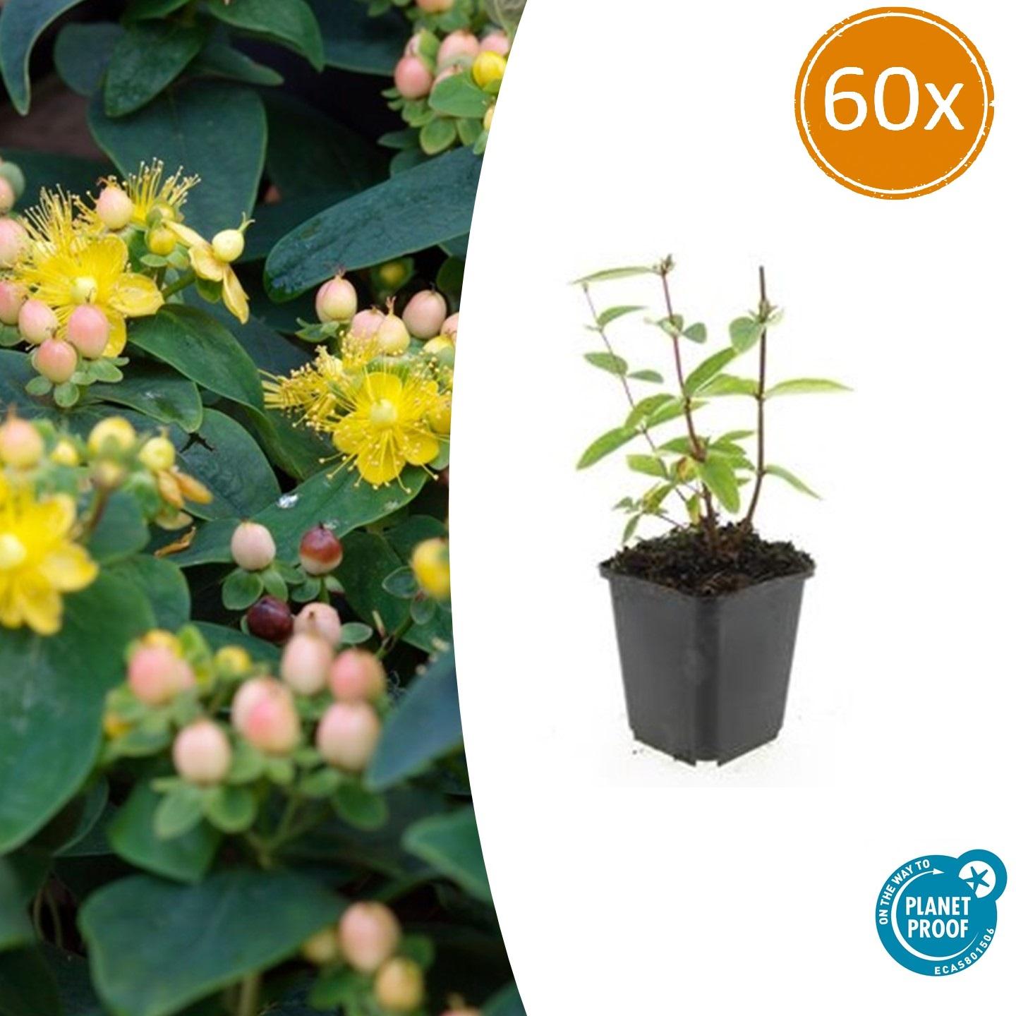60x Hypericum inodorum 'Annebel' en pot Ø9cm  Hauteur 10cm. Plante verte type 60x Hypericum inodorum 'Annebel', livrée en pot, idéale pour intérieur lumineux.