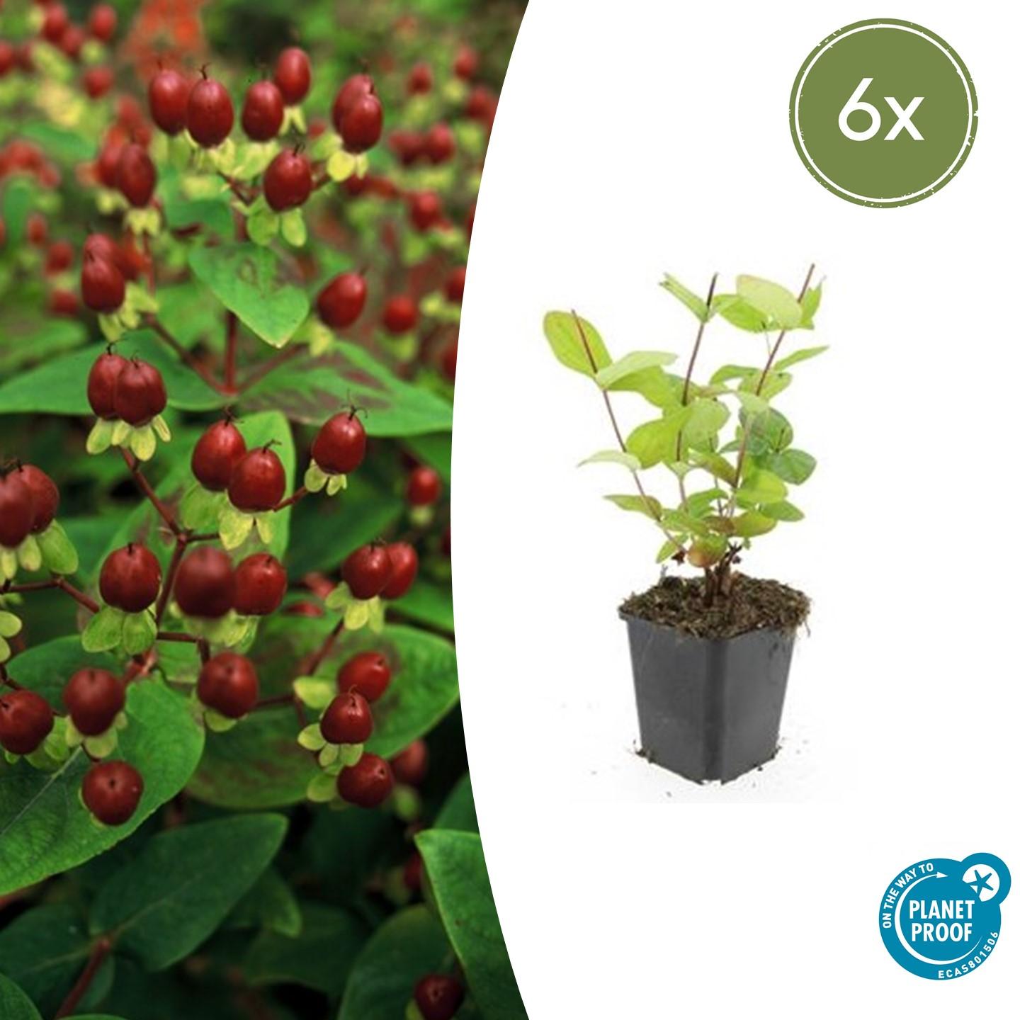 6x Hypericum inodorum 'Beauty' en pot Ø9cm  Hauteur 10cm. Plante verte type 6x Hypericum inodorum 'Beauty', livrée en pot, idéale pour intérieur lumineux.