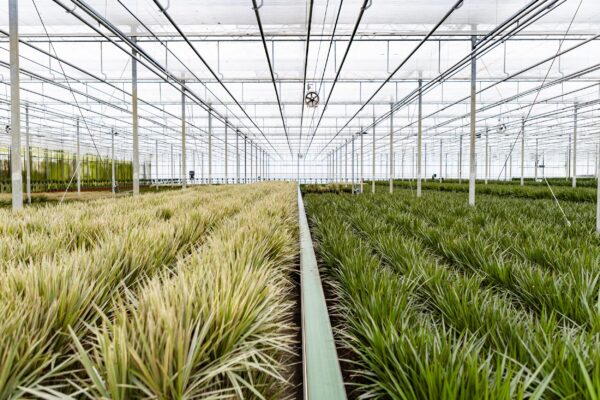 Dracaena Marginata en pot Ø21cm  Hauteur 120cm. Plante verte type Dracaena Marginata, livrée en pot, idéale pour intérieur lumineux. – Image 7
